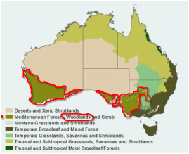The Long-Nosed Bandicoot - Adaptations of Australia's Plants & Animals