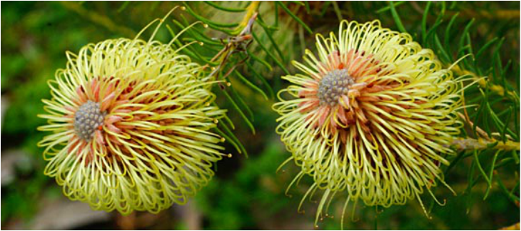 Plants - Adaptations of Australia's Plants & Animals